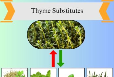9 Best Thyme Substitutes for Cooking and Flavor