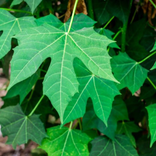 Tree Spinach (Chaya)