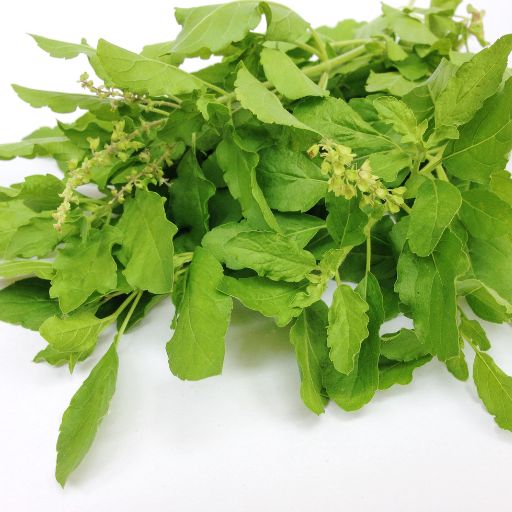 Tulsi (Holy Basil)