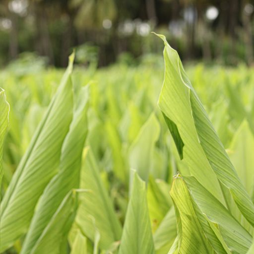 Turmeric Leaf (Herbal Form)