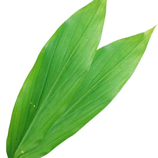Turmeric Leaf