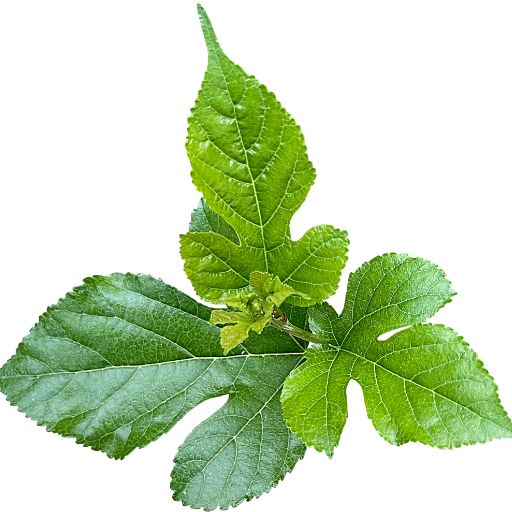 Ulluco Leaves