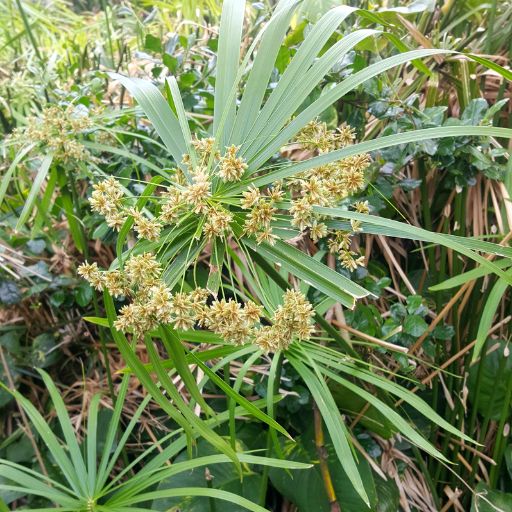 Umbrella Plant Herb
