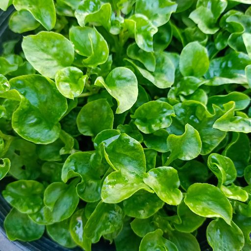 Upland Cress