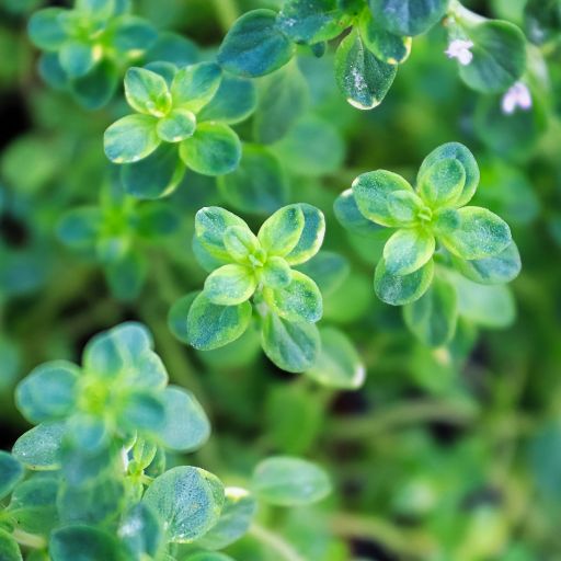 Variegated Thyme