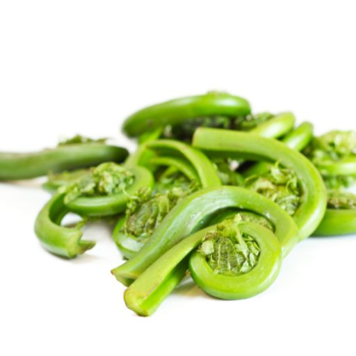 Vegetable Fern