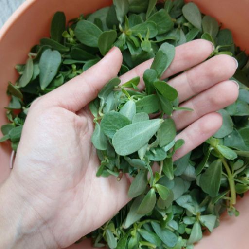 Verdolaga (Purslane)