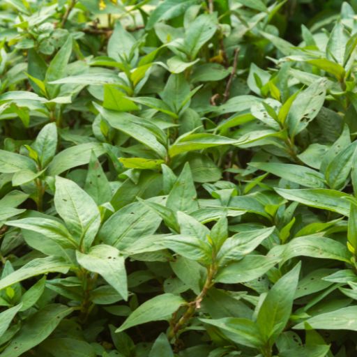 Vietnamese Coriander