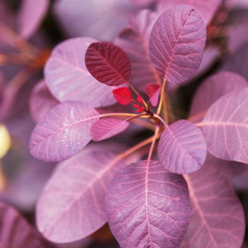 Violet Leaves