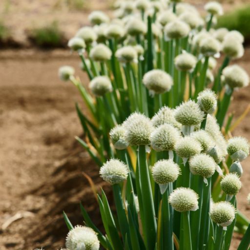 Welsh Onion