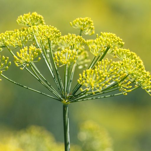 Wild Fennel