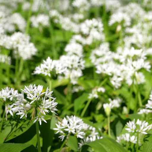 Wild Garlic