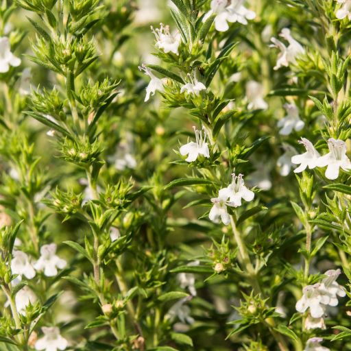 Winter Savory