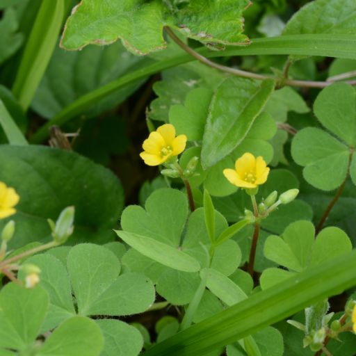 Wood Sorrel