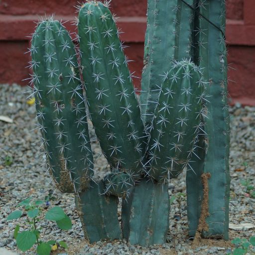 Xerophyte Herbs