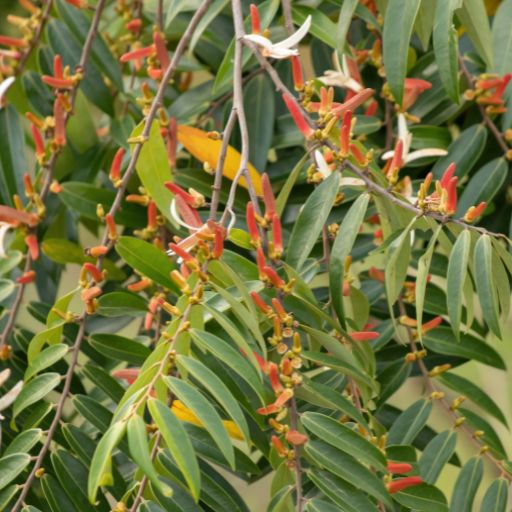 Xylopia Aromatica