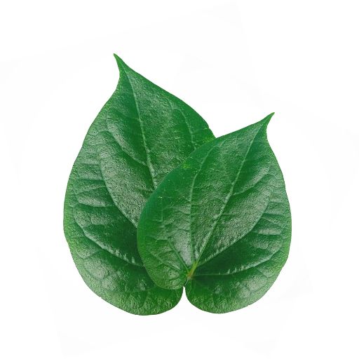 Xylopia Leaf