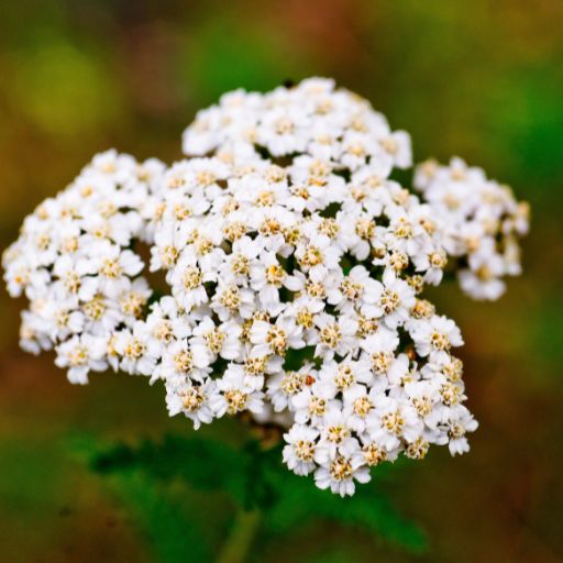 Yarrow
