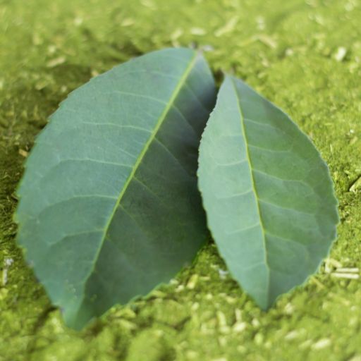 Yerba Mate Leaves