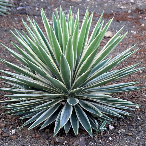 Yucca Leaves (Culinary Use)