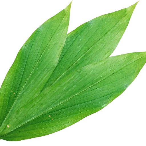 Zedoary Leaf