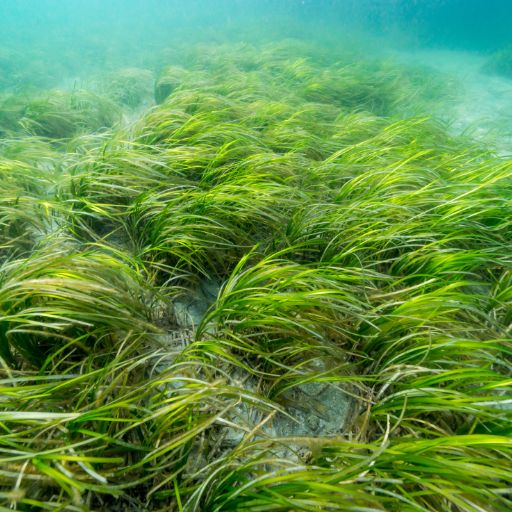 Zostera (Eelgrass)