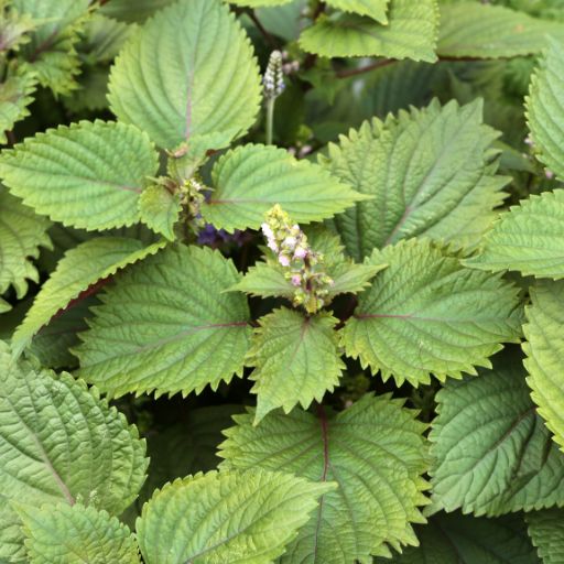 Green Shiso (Perilla)