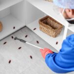 attic pests