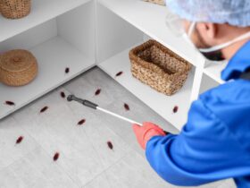 attic pests