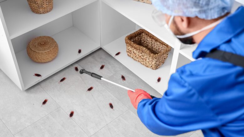 attic pests