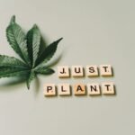 Medical Marijuana Card Renewal Services