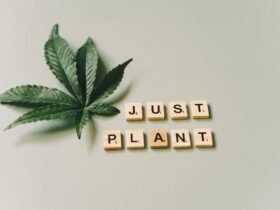 Medical Marijuana Card Renewal Services