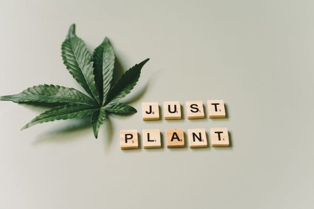 Medical Marijuana Card Renewal Services